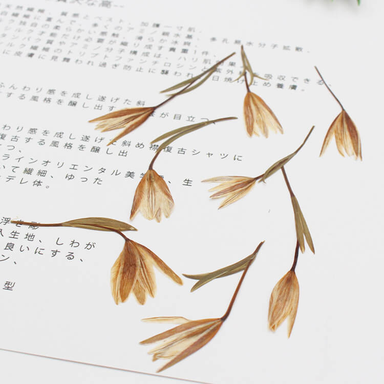 pressed lily flower Sealing Accessories