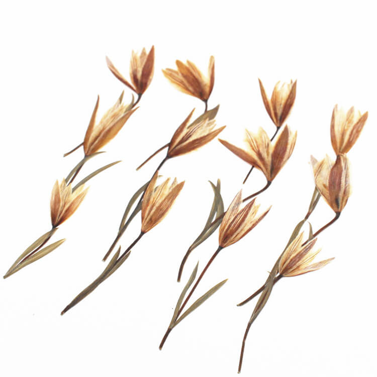 Dried Pressed Double-leaf Lilies 4